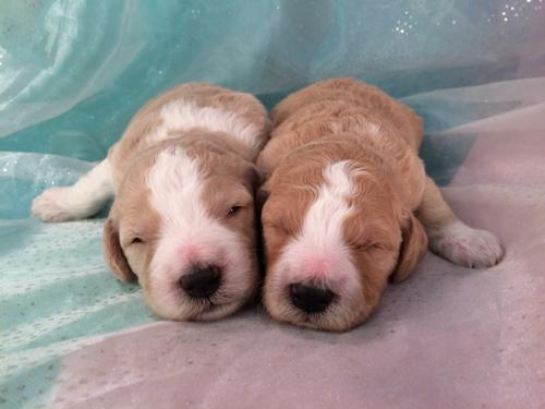 F1b Parti Colored Apricot and White Miniature Goldendoodle Puppies for Sale